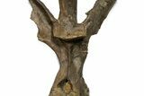 Fossil Dinosaur (Triceratops) Dorsal Vertebra - Wyoming #362049-8